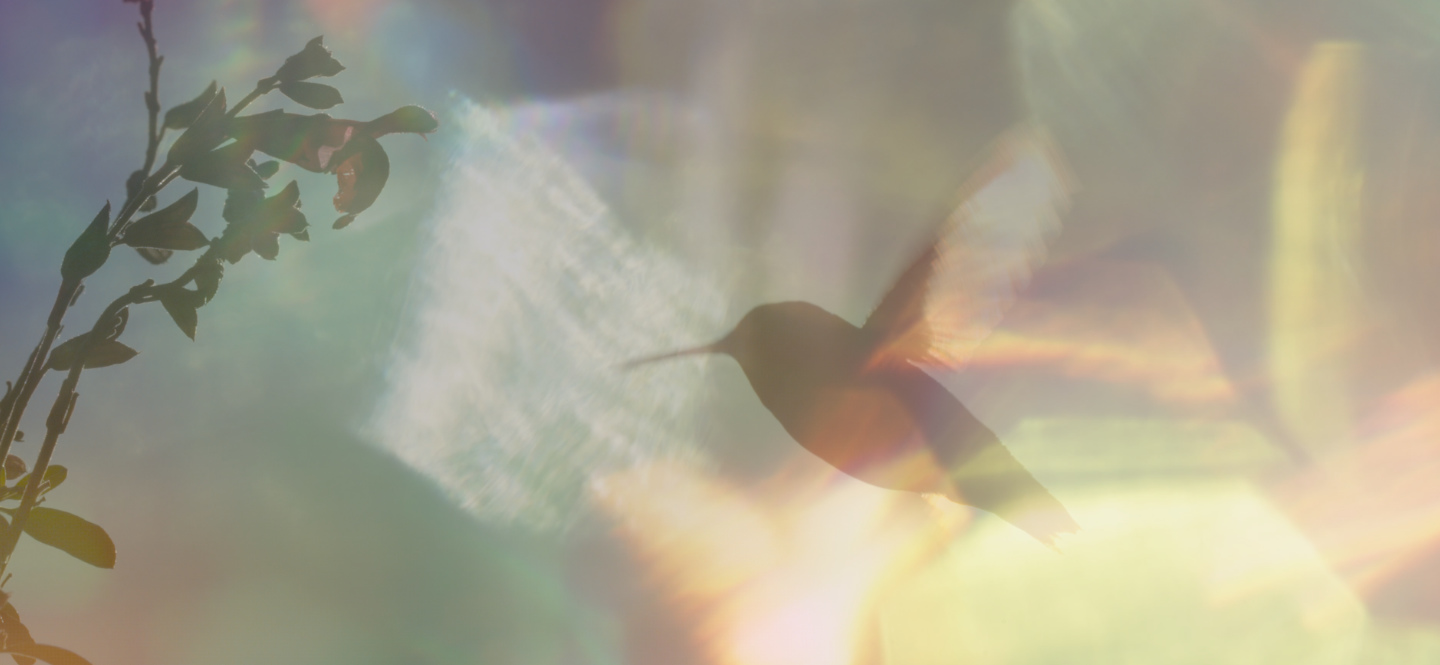 Na zdjęciu koliber unoszący się przy jakiejś roślinie