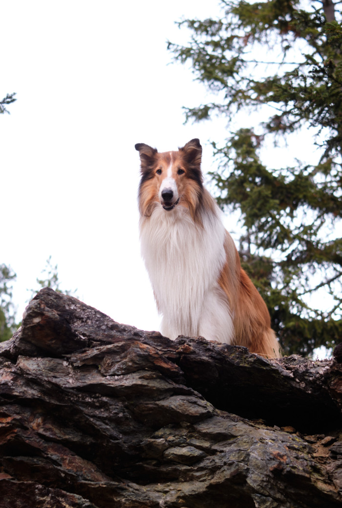 Lassie. Nowe przygody